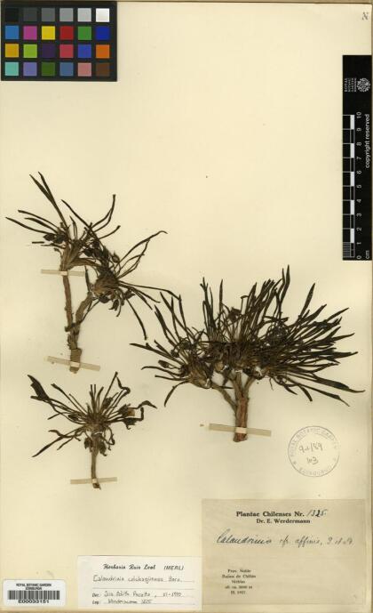 Calandrinia colchaguensis [Espécimen: ]