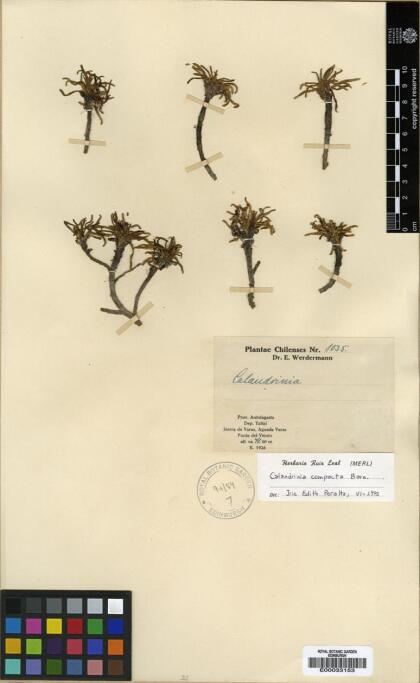 Calandrinia compacta [Espécimen: ]