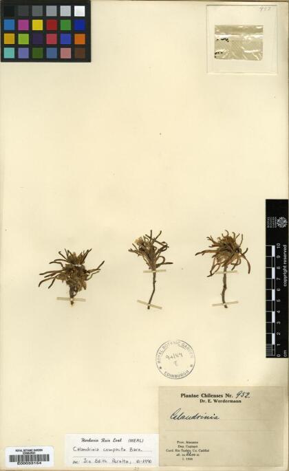Calandrinia compacta [Espécimen: ]