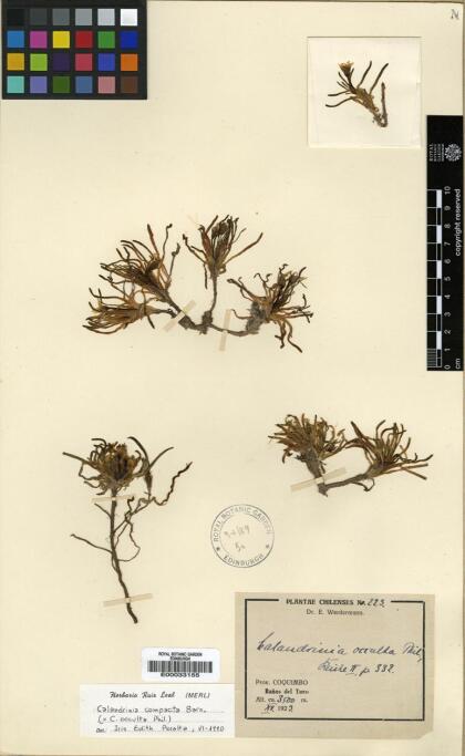 Calandrinia compacta [Espécimen: ]