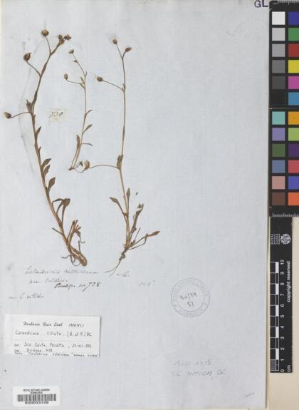 Cistanthe aegialitis [Espécimen: ]