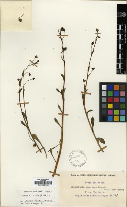 Cistanthe aegialitis [Espécimen: ]