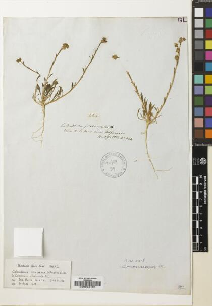 Calandrinia compressa [Espécimen: ]