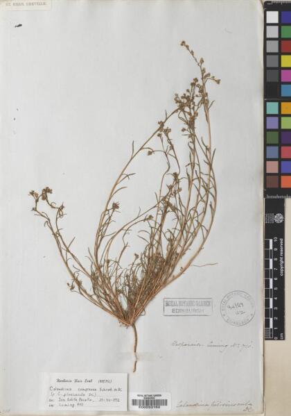 Calandrinia compressa [Espécimen: ]