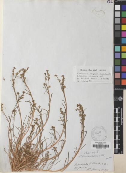Calandrinia compressa [Espécimen: ]