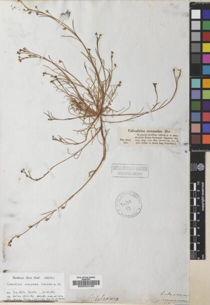 Calandrinia compressa [Espécimen: ]