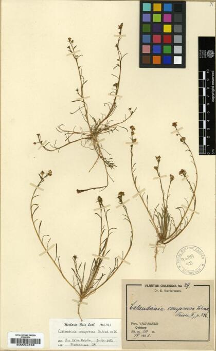 Calandrinia compressa [Espécimen: ]