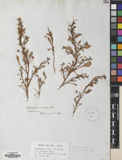 Calandrinia nitida [Espécimen: ]