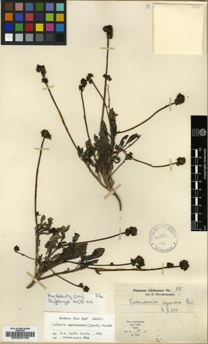 Cistanthe cephalophora [Espécimen: ]