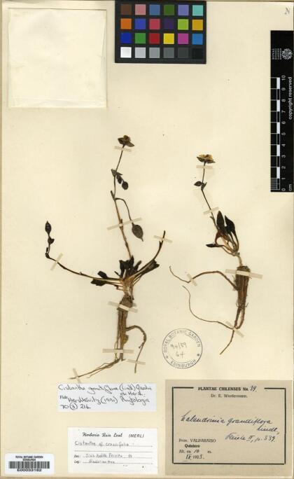 Cistanthe philhershkovitziana [Espécimen: ]