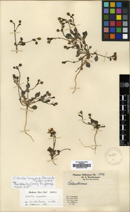 Cistanthe longiscapa [Espécimen: ]
