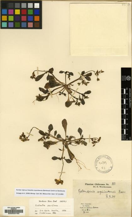Cistanthe coquimbensis [Espécimen: ]