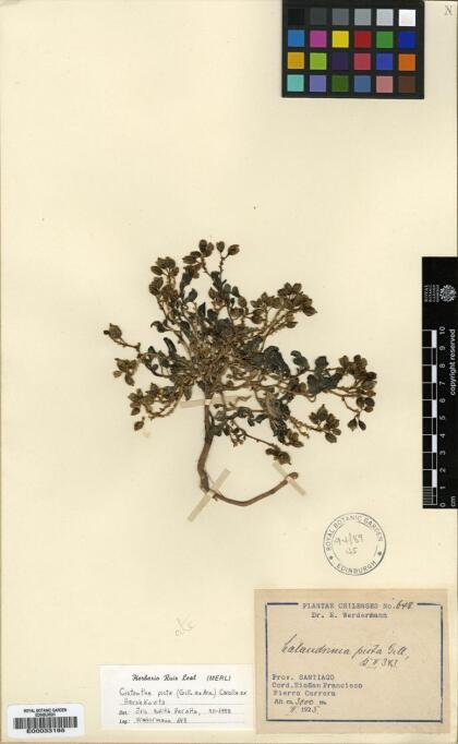 Cistanthe picta [Espécimen: ]