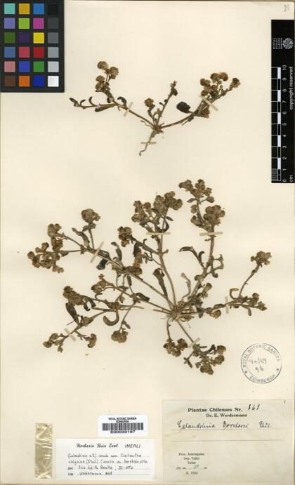 Philippiamra calycina [Espécimen: ]