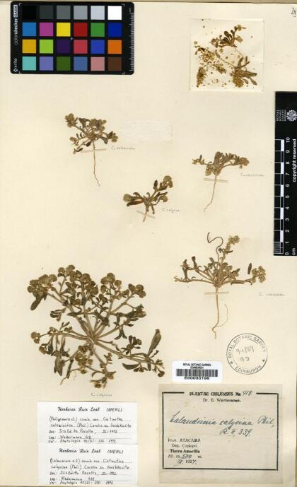 Philippiamra calycina [Espécimen: ]