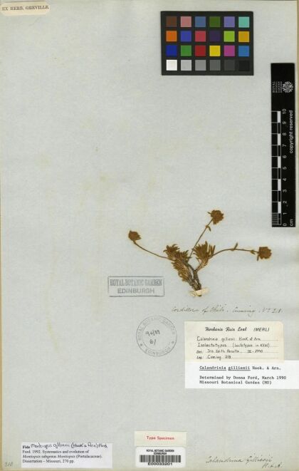 Montiopsis gilliesii [Espécimen: ]