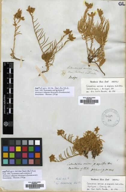 Montiopsis sericea [Espécimen: ]