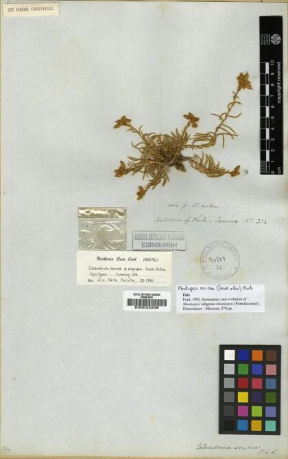 Montiopsis sericea [Espécimen: ]