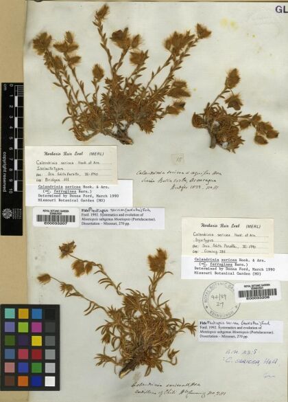 Montiopsis sericea [Espécimen: ]