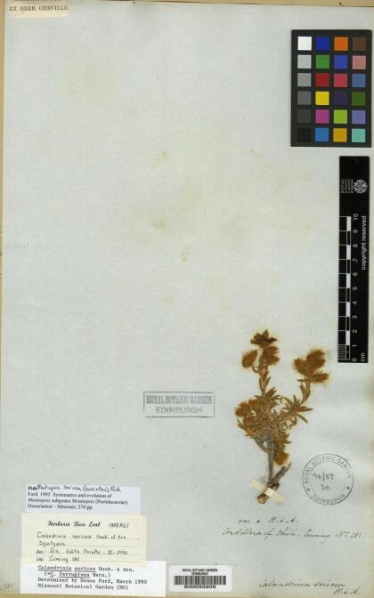 Montiopsis sericea [Espécimen: ]