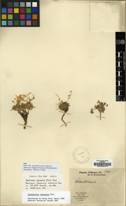 Montiopsis copiapina [Espécimen: ]