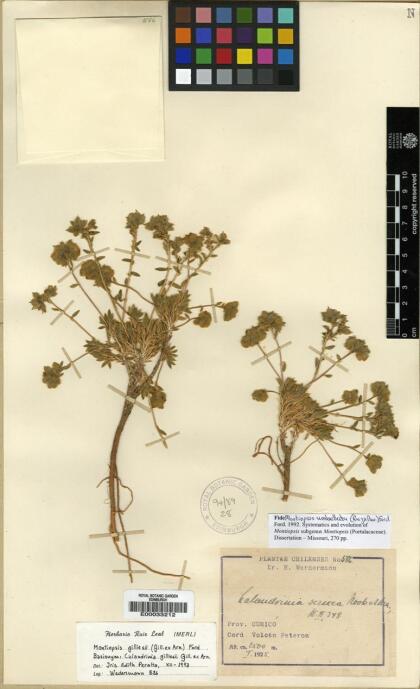 Montiopsis gilliesii [Espécimen: ]