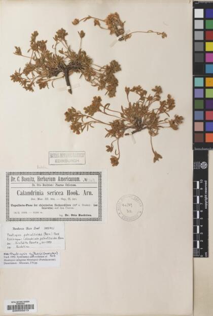 Montiopsis gilliesii [Espécimen: ]