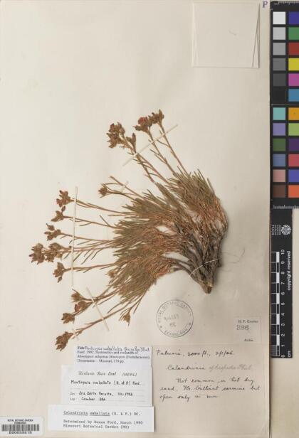 Montiopsis umbellata [Espécimen: ]