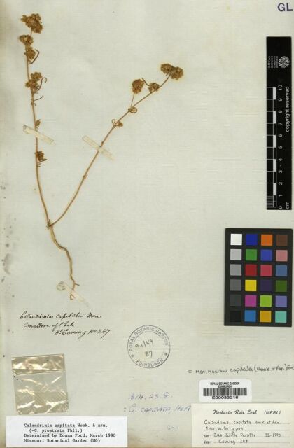 Montiopsis capitata [Espécimen: ]