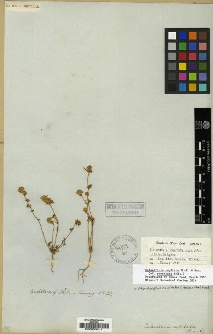 Montiopsis capitata [Espécimen: ]