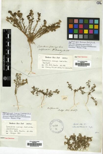 Montiopsis cumingii [Espécimen: ]