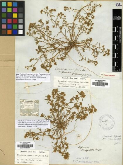 Montiopsis ramosissima [Espécimen: ]