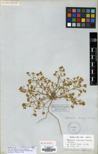 Montiopsis ramosissima [Espécimen: ]
