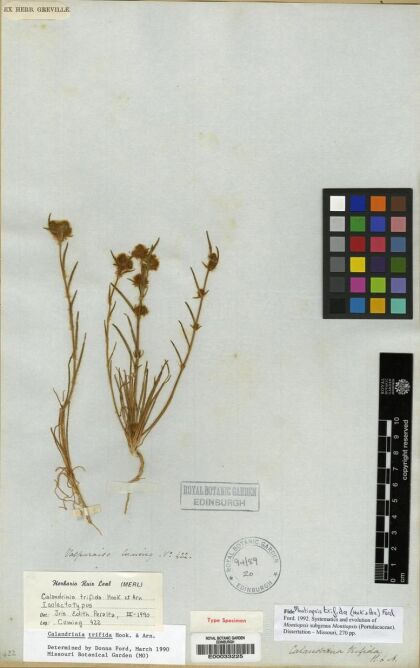 Montiopsis trifida [Espécimen: ]