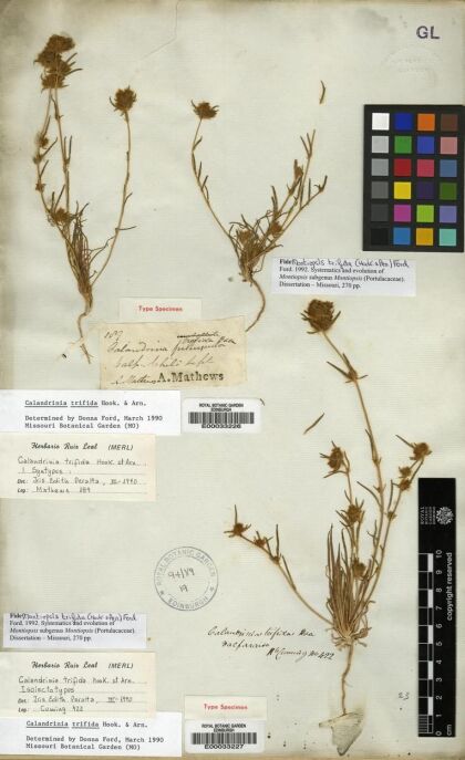 Montiopsis trifida [Espécimen: ]