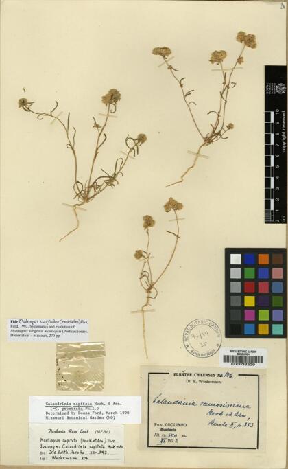 Montiopsis capitata [Espécimen: ]
