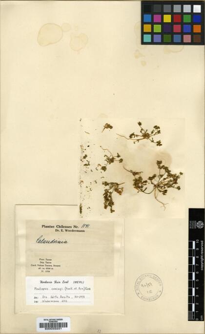 Montiopsis cumingii [Espécimen: ]
