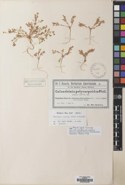 Montiopsis cumingii [Espécimen: ]