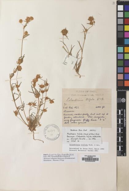 Montiopsis trifida [Espécimen: ]