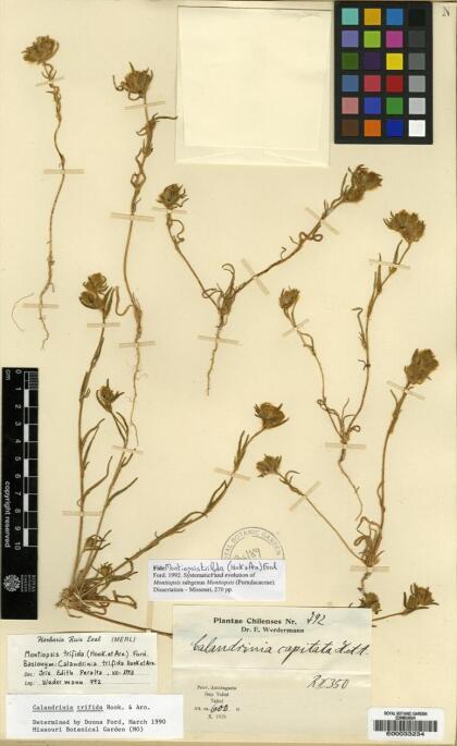 Montiopsis trifida [Espécimen: ]