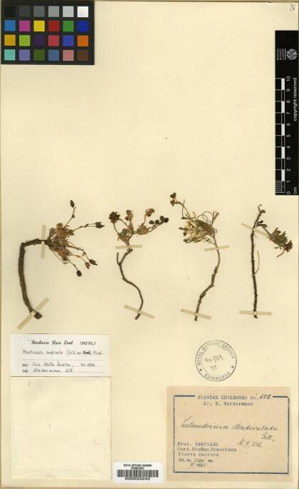 Montiopsis andicola [Espécimen: ]