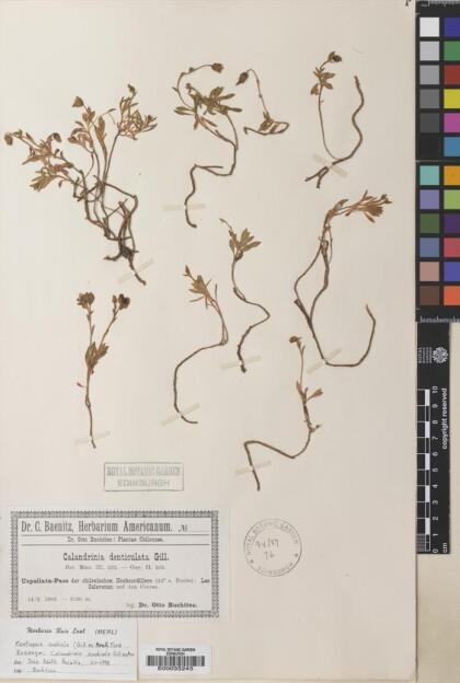 Montiopsis andicola [Espécimen: ]