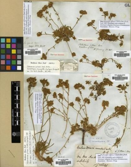 Montiopsis gilliesii [Espécimen: ]