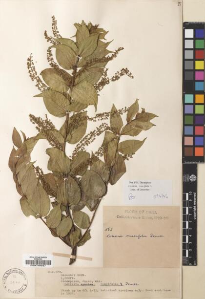 Coriaria ruscifolia [Espécimen: ]