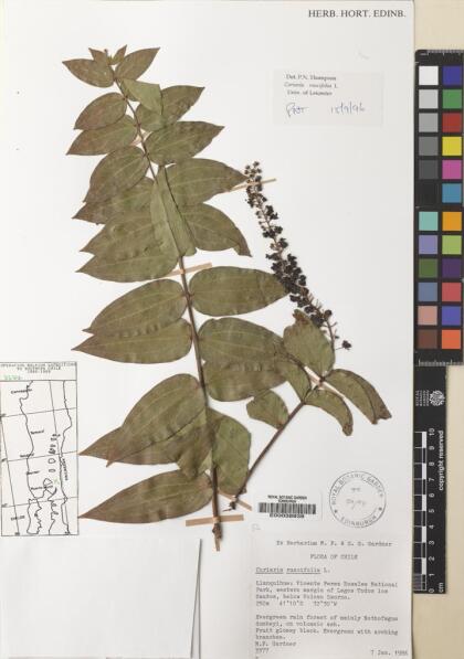 Coriaria ruscifolia [Espécimen: ]