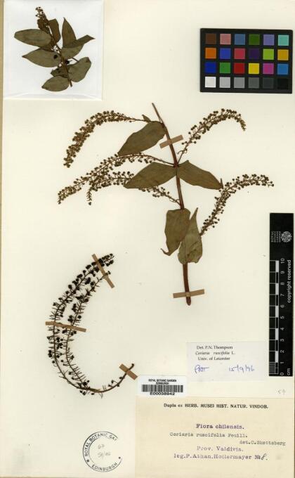 Coriaria ruscifolia [Espécimen: ]