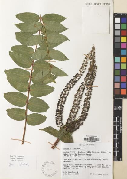 Coriaria ruscifolia [Espécimen: ]