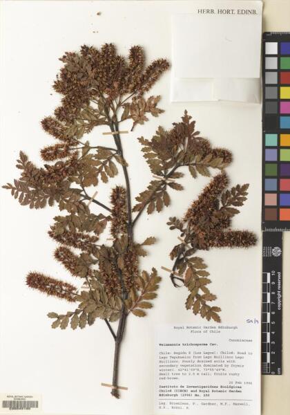 Weinmannia trichosperma [Espécimen: ]