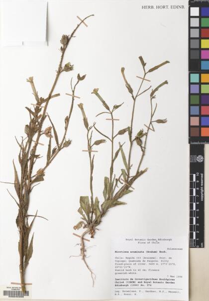 Nicotiana acuminata [Espécimen: ]