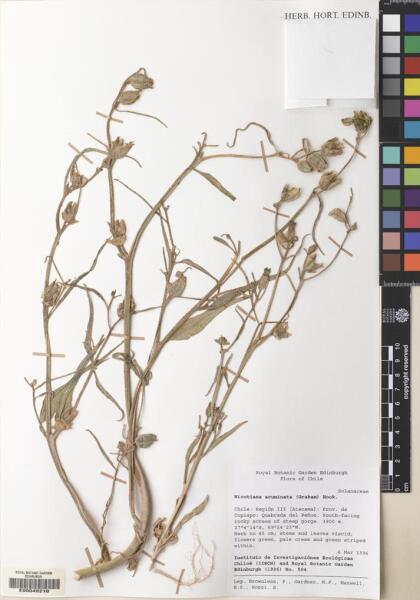 Nicotiana acuminata [Espécimen: ]